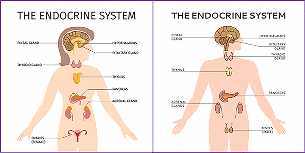 Endocrine Metabolism System - 2021/2022