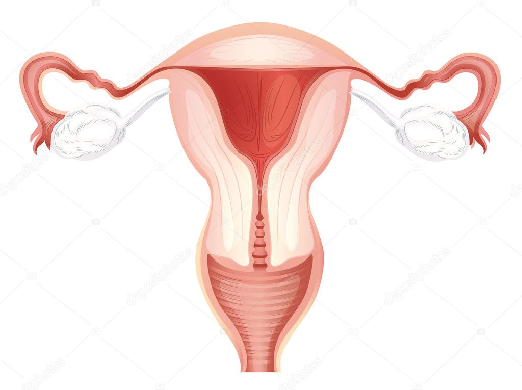 Reproductive System 1 & 2 - 2021/2022