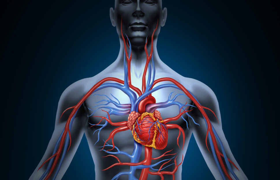 Cardiovascular System - 2021/2022