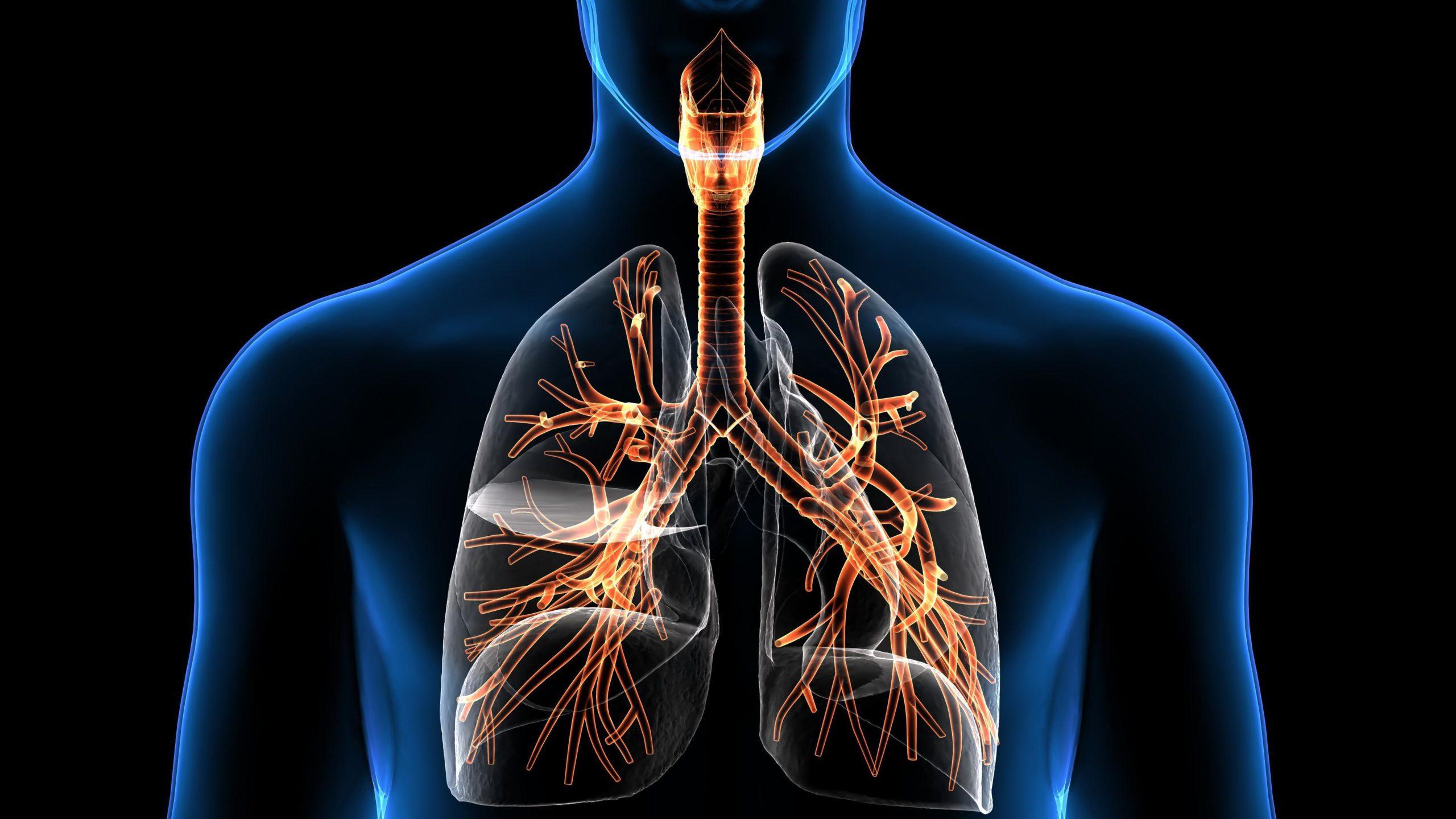 Respiratory System - 2021/2022
